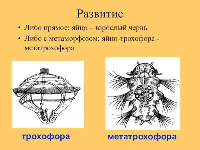 Развитие Либо прямое: яйцо – взрослый червь Либо с метаморфозом: яйцо-трохофора - метатрохофора трохофора метатрохофора