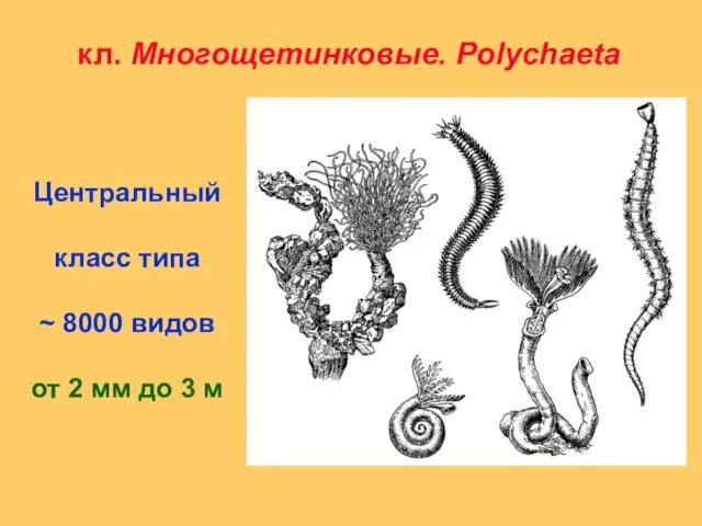 кл. Многощетинковые. Polychaeta Центральный класс типа ~ 8000 видов от 2 мм до 3 м