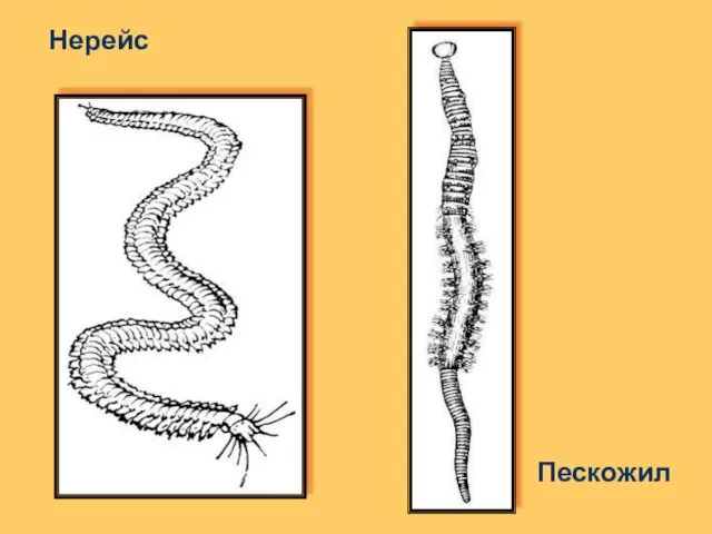 Нерейс Пескожил