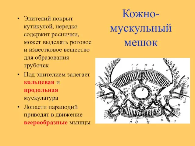 Кожно-мускульный мешок Эпителий покрыт кутикулой, нередко содержит реснички, может выделять роговое