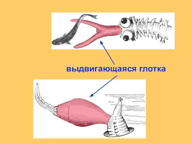 выдвигающаяся глотка