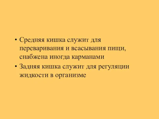 Средняя кишка служит для переваривания и всасывания пищи, снабжена иногда карманами