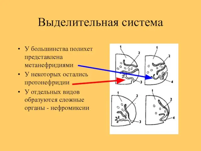 Выделительная система У большинства полихет представлена метанефридиями У некоторых остались протонефридии