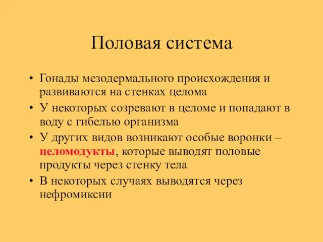 Половая система Гонады мезодермального происхождения и развиваются на стенках целома У