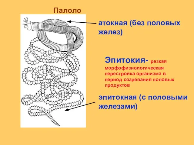 Эпитокия- резкая морфофизиологическая перестройка организма в период созревания половых продуктов атокная