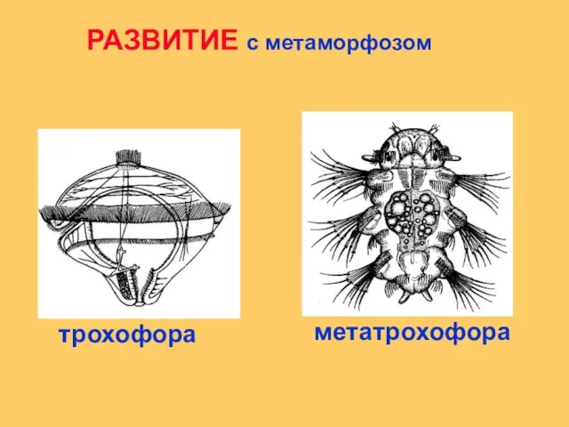 трохофора метатрохофора РАЗВИТИЕ с метаморфозом