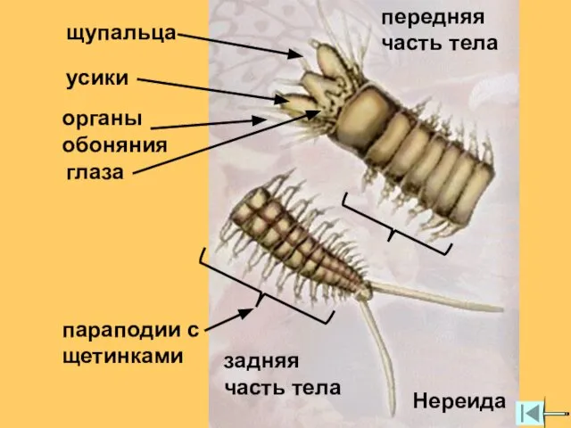 задняя часть тела передняя часть тела Нереида