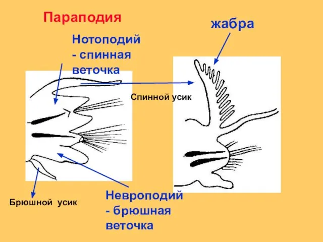 жабра Нотоподий - спинная веточка Невроподий - брюшная веточка Параподия Спинной усик Брюшной усик