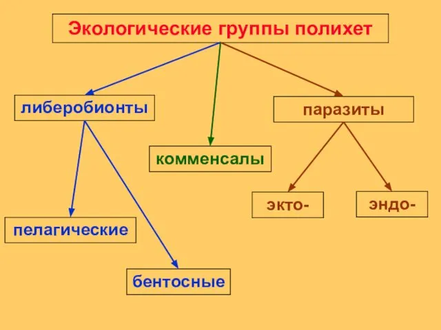 Экологические группы полихет либеробионты паразиты комменсалы пелагические бентосные экто- эндо-