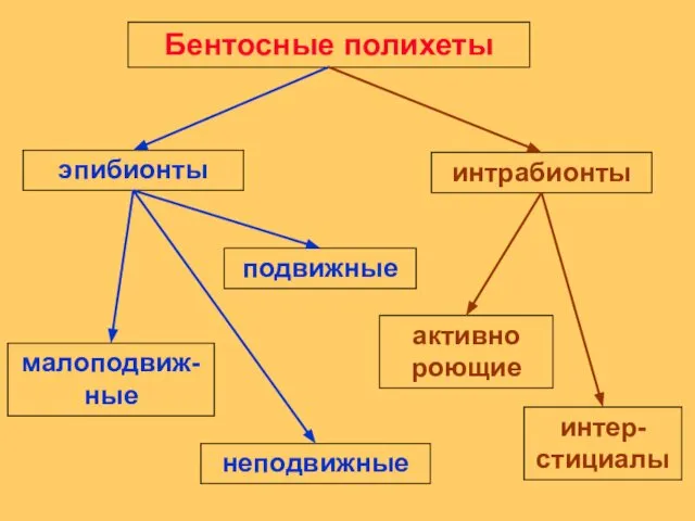 Бентосные полихеты эпибионты интрабионты подвижные малоподвиж- ные неподвижные активно роющие интер- стициалы