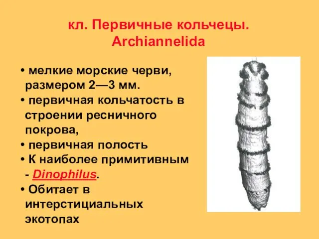 кл. Первичные кольчецы. Archiannelida мелкие морские черви, размером 2—3 мм. первичная