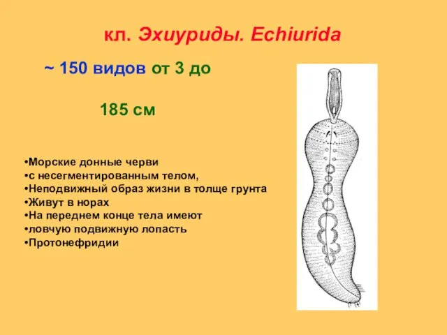 кл. Эхиуриды. Echiurida ~ 150 видов от 3 до 185 см