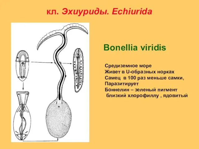 Bonellia viridis кл. Эхиуриды. Echiurida Средиземное море Живет в U-образных норках