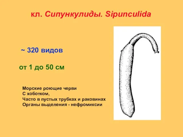 кл. Сипункулиды. Sipunculida ~ 320 видов от 1 до 50 см