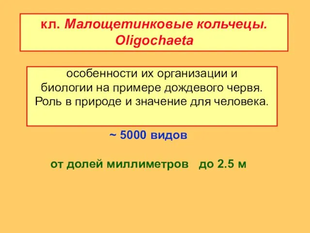 кл. Малощетинковые кольчецы. Oligochaeta ~ 5000 видов от долей миллиметров до