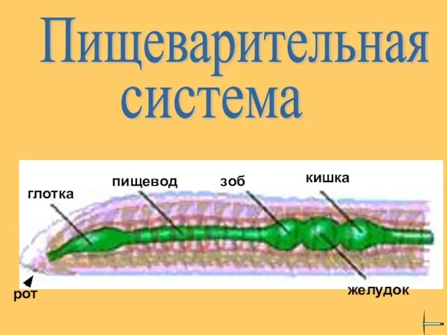 глотка пищевод желудок зоб кишка Пищеварительная система