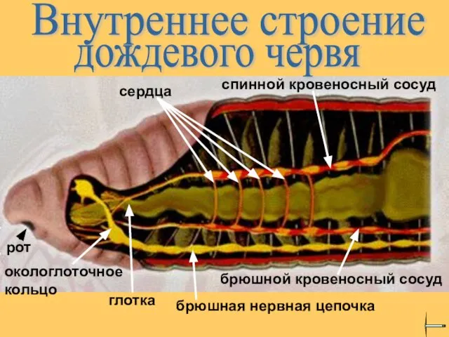 Внутреннее строение дождевого червя