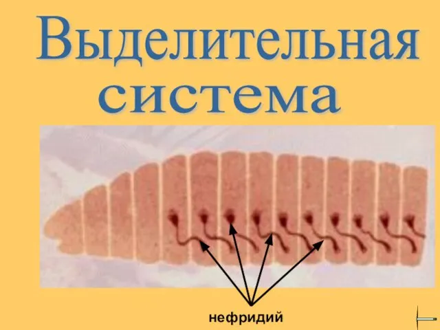 Выделительная система