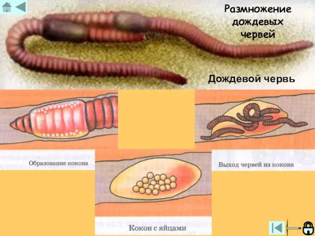 Размножение дождевых червей