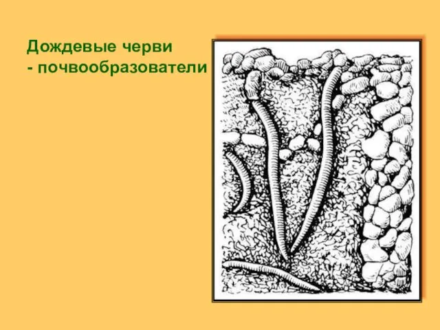 Дождевые черви - почвообразователи