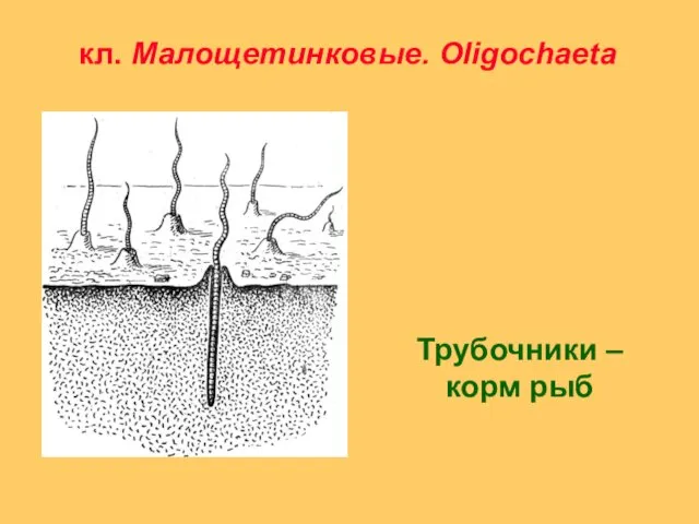 кл. Малощетинковые. Oligochaeta Трубочники – корм рыб