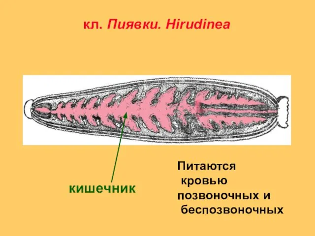 кл. Пиявки. Hirudinea кишечник Питаются кровью позвоночных и беспозвоночных