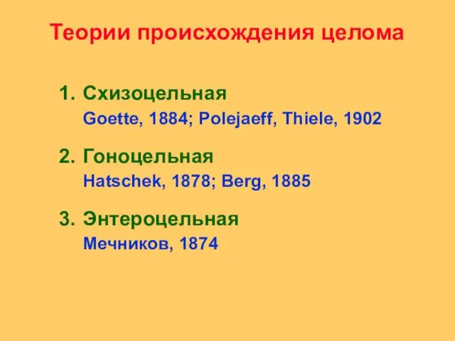 Теории происхождения целома Схизоцельная Goette, 1884; Polejaeff, Thiele, 1902 Гоноцельная Hatschek,