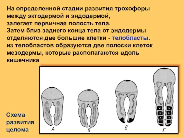 Схема развития целома На определенной стадии развития трохофоры между эктодермой и