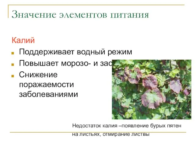 Значение элементов питания Калий Поддерживает водный режим Повышает морозо- и засухоустойчивость