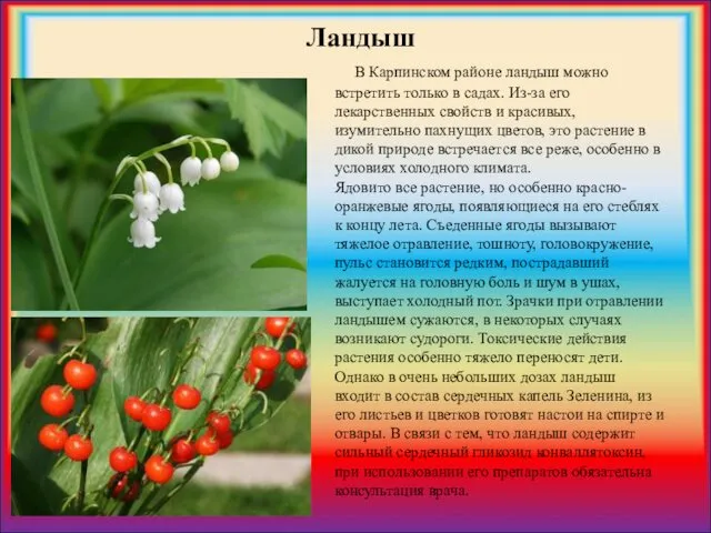 В Карпинском районе ландыш можно встретить только в садах. Из-за его