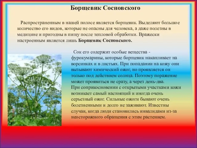 Распространенным в нашей полосе является борщевик. Выделяют большое количество его видов,