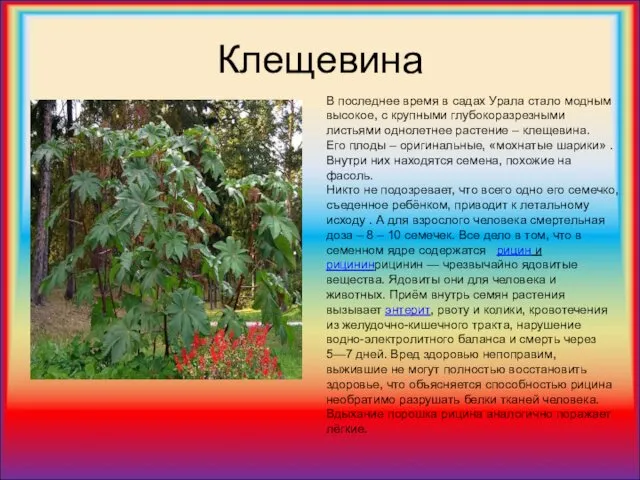 Клещевина В последнее время в садах Урала стало модным высокое, с