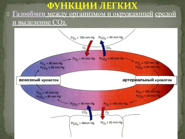 ФУНКЦИИ ЛЕГКИХ Газообмен между организмом и окружающей средой и выделение СО2.