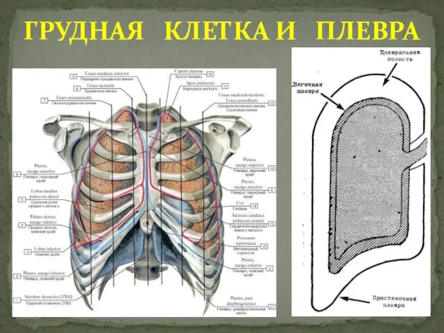 ГРУДНАЯ КЛЕТКА И ПЛЕВРА