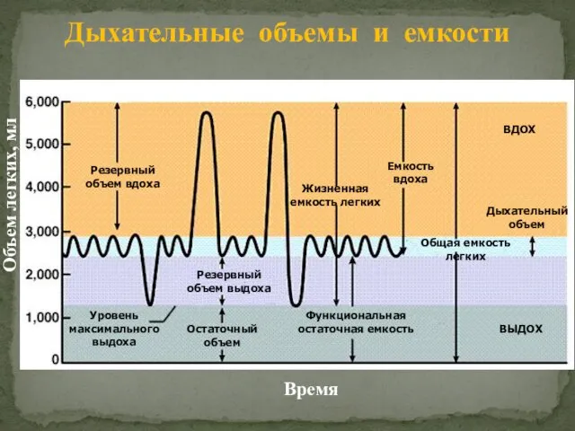 Резервный объем вдоха Резервный объем выдоха Общая емкость легких Жизненная емкость