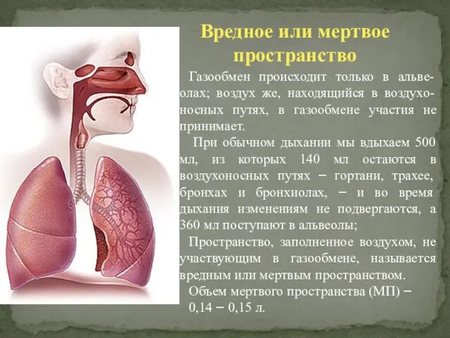 Вредное или мертвое пространство Газообмен происходит только в альве-олах; воздух же,