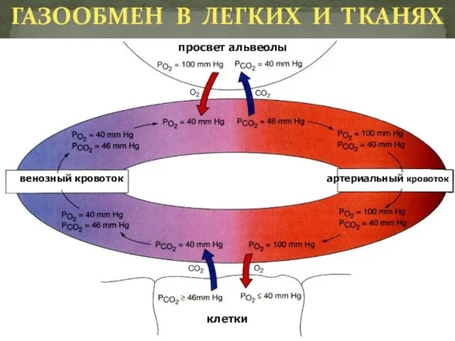 венозный кровоток артериальный кровоток клетки просвет альвеолы ГАЗООБМЕН В ЛЕГКИХ И ТКАНЯХ