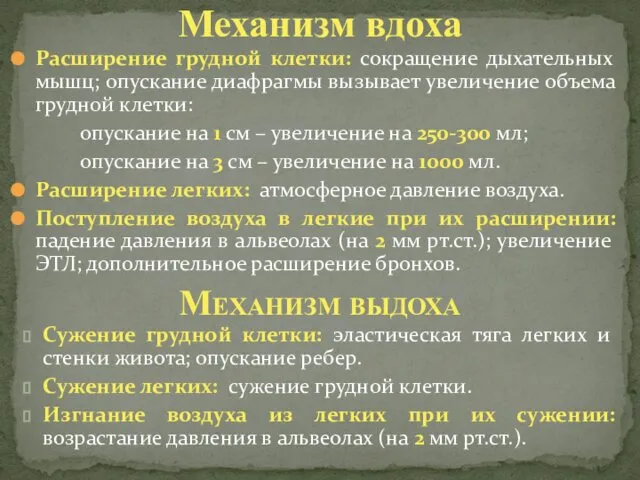 Расширение грудной клетки: сокращение дыхательных мышц; опускание диафрагмы вызывает увеличение объема