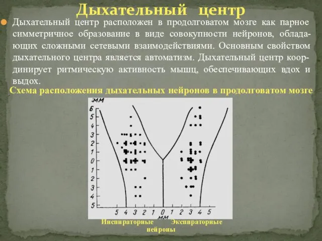 Дыхательный центр расположен в продолговатом мозге как парное симметричное образование в