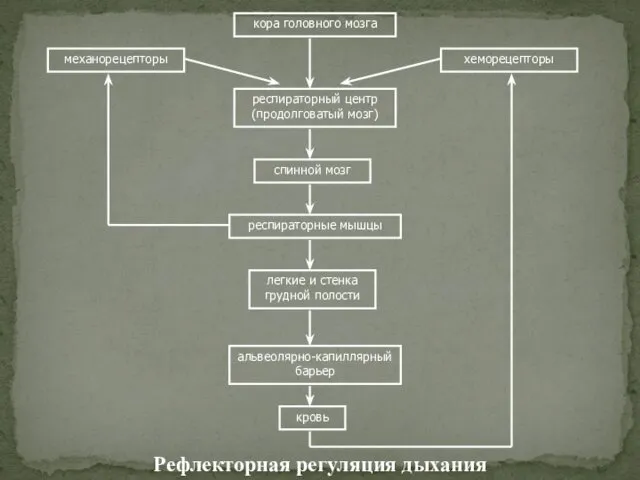 кора головного мозга респираторный центр (продолговатый мозг) спинной мозг респираторные мышцы