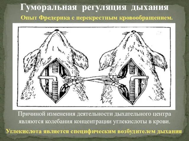 Гуморальная регуляция дыхания Опыт Фредерика с перекрестным кровообращением. Причиной изменения деятельности