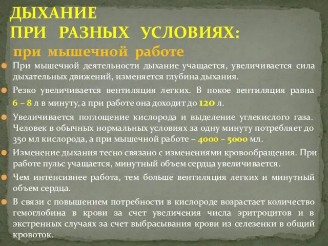 При мышечной деятельности дыхание учащается, увеличивается сила дыхательных движений, изменяется глубина