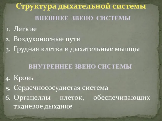 Структура дыхательной системы Легкие Воздухоносные пути Грудная клетка и дыхательные мышцы