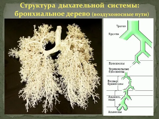 Структура дыхательной системы: бронхиальное дерево (воздухоносные пути)