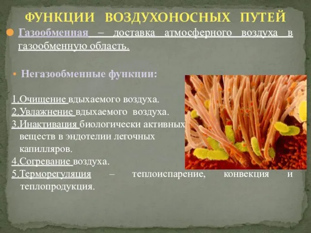 Газообменная – доставка атмосферного воздуха в газообменную область. ФУНКЦИИ ВОЗДУХОНОСНЫХ ПУТЕЙ