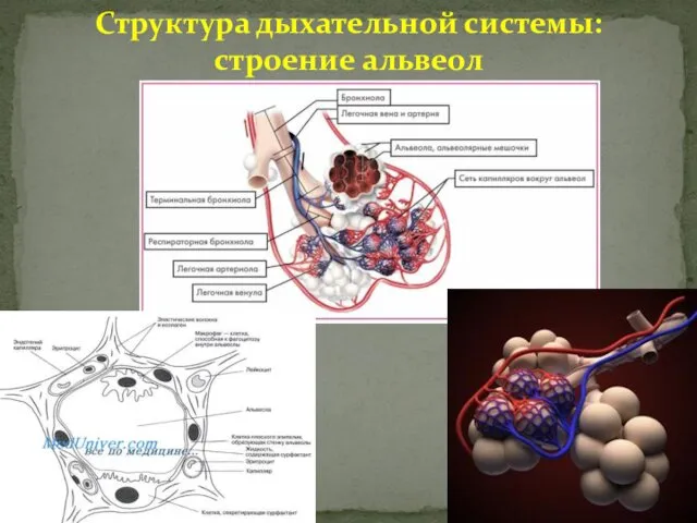 Структура дыхательной системы: строение альвеол