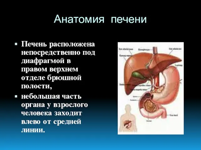 Анатомия печени Печень расположена непосредственно под диафрагмой в правом верхнем отделе