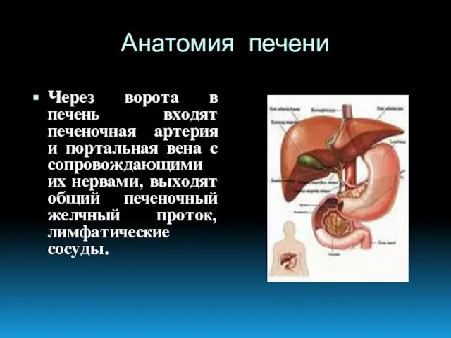 Анатомия печени Через ворота в печень входят печеночная артерия и портальная