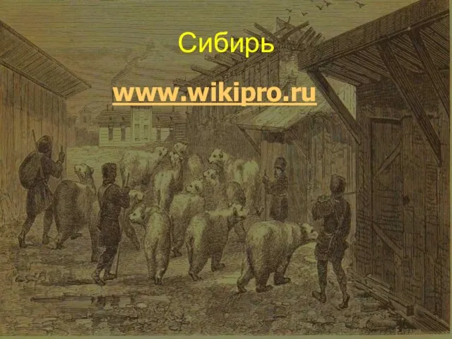 Сибирь www.wikipro.ru