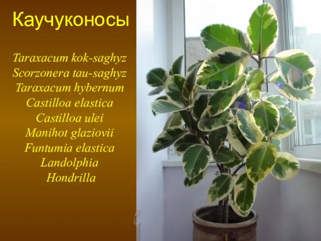 Каучуконосы Taraxacum kok-saghyz Scorzonera tau-saghyz Taraxacum hybernum Castilloa elastica Castilloa ulei